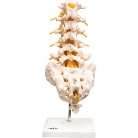 FABRICATION ENTERPRISES 3B® Anatomical Model - Lumbar Spinal Column 964942